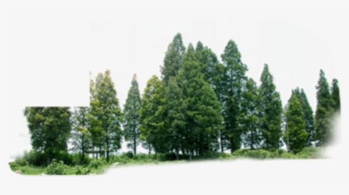 #treeline #tree #line #trees - Tree Forest Png, Transparent Png, Free Download