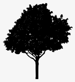 Transparent Treeline Silhouette Png - Maple Tree Silhouette Clip Art, Png Download, Free Download