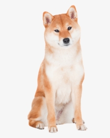 Shiba Inus Transparent Background, HD Png Download, Free Download
