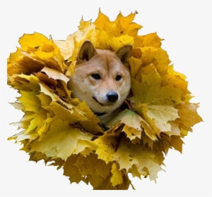 Clip Art Pomeranian Shiba Inu - Shiba Inu And Autumn, HD Png Download, Free Download