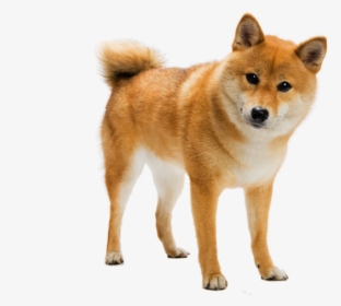 #dog #cute #puppy - Shiba Inu Png, Transparent Png, Free Download