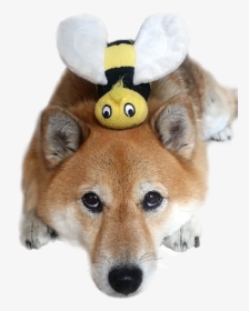 Shiba Inu Dog With Bee - Bee Shiba, HD Png Download, Free Download