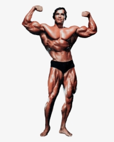 Arnold Schwarzenegger - Historyofbodybuilding - Com - Arnold Schwarzenegger Bodybuilding Png, Transparent Png, Free Download