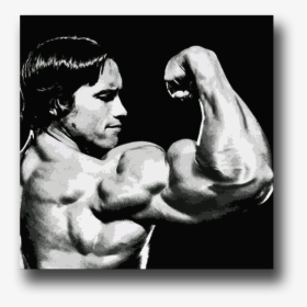 Image Of Arnold Schwarzenegger - Bodybuilding Fotos Arnold Schwarzenegger, HD Png Download, Free Download
