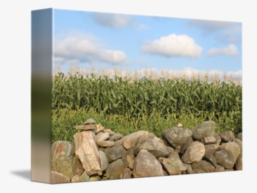 Transparent Grass Field Png - Grass, Png Download, Free Download