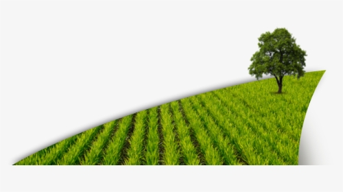Paddy Field Png, Transparent Png, Free Download