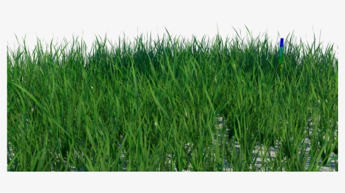 Transparent Grass Blade Texture Png - Grass Texture Png, Png Download, Free Download