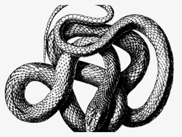 Drawn Serpent Snake Png - Black Mamba Png, Transparent Png, Free Download