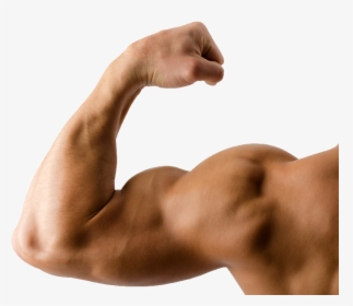 Muscle Png Image - Muscle Arms, Transparent Png, Free Download