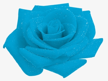 Blue Rose Garden Roses Petal - Blue Rose, HD Png Download, Free Download