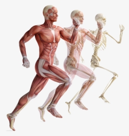 Muscle Anatomy Png - Muscular System Png, Transparent Png, Free Download