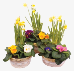 Ct Easter Basket - Narcissus, HD Png Download, Free Download