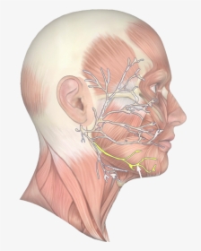 Jaw Muscle 63 - Marginal Mandibular Nerve, HD Png Download, Free Download