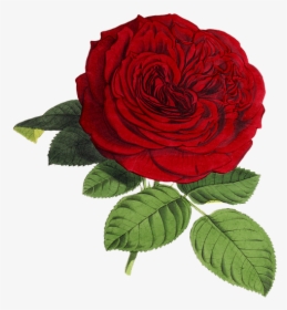 Rose, Flower, Flowers, Red, Green, Isolated, Vintage - Rose Png, Transparent Png, Free Download