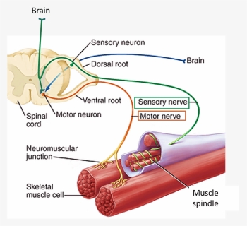 Nerve Supply Of Muscles - Nerve Supply Of Muscle Spindle, HD Png Download, Free Download