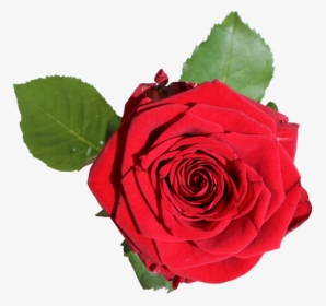 Red Rose With Green Leaves - 장미 Png, Transparent Png, Free Download