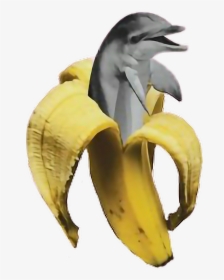 Bananas Transparent Aesthetic - Transparent Aesthetic Banana, HD Png Download, Free Download