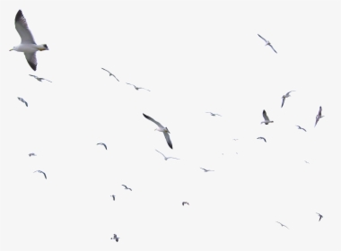Transparent Bird Flock Png - Flock Of Seagulls On Transparent, Png Download, Free Download