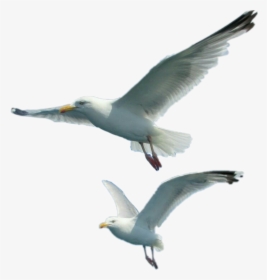 European Herring Gull - Gulls, HD Png Download, Free Download