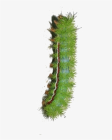 Caterpillar Png Transparent Image - Caterpillar Png, Png Download, Free Download