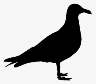 Seagull, Bird, Silhouette - Sea Gull Silhouette, HD Png Download, Free Download