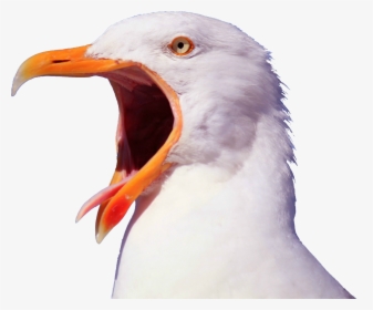 Seagull Png, Transparent Png, Free Download