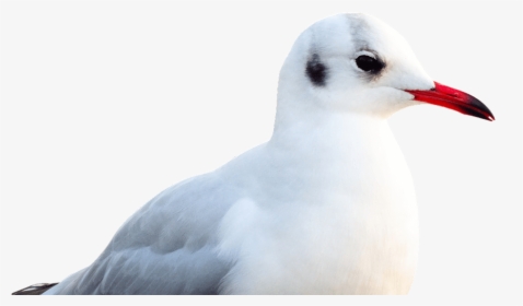 Seagull Transparent Png Image Free - Laughing Gull, Png Download, Free Download