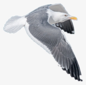 Transparent Seagull Png - Gulls, Png Download, Free Download