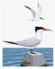 Arctic Tern, HD Png Download, Free Download
