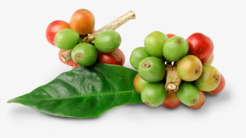 Fresh Coffee Bean Png, Transparent Png, Free Download