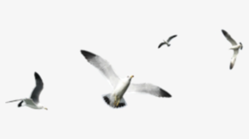#seagull #seagulls #bird #birds #terrieasterly - Pigeon Flying Group Png Hd, Transparent Png, Free Download