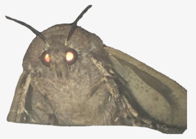 Moth Png, Transparent Png, Free Download