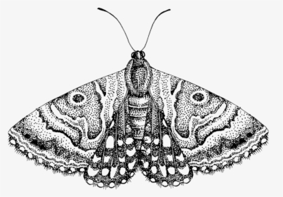 Moth Png Free Download - Moth Png, Transparent Png, Free Download