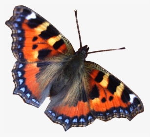 Real Butterfly Moth Png - Free World Charter Logo, Transparent Png, Free Download