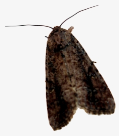 Moth Png Background Image - Portable Network Graphics, Transparent Png, Free Download