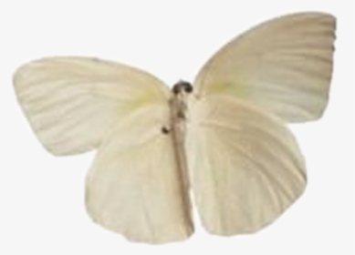 #moodboard #aesthetic #niche #filler #png #white #moth, Transparent Png, Free Download