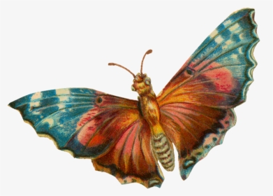 A Terrific Moth For Your Halloween Projects - Vintage Moth Png, Transparent Png, Free Download