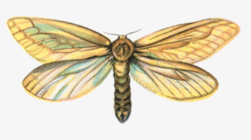 Moth Png Pic - Hepialus Humuli, Transparent Png, Free Download
