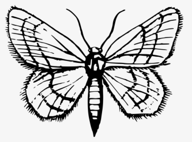 Clipart Moths Black And White, HD Png Download, Free Download