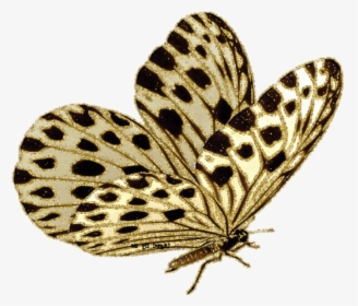 Butterfly & Moth Gif Animation Borboleta - Butterfly Png Gif, Transparent Png, Free Download