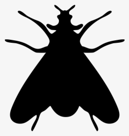 Moth Insect Shape - Fly Silhouette Png, Transparent Png, Free Download