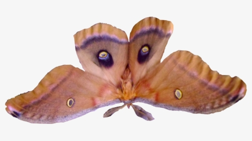 Except For Fall And Winter It Is Bug Season In Most - Silk Moth Png, Transparent Png, Free Download