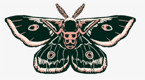 Moth - Butterfly, HD Png Download, Free Download