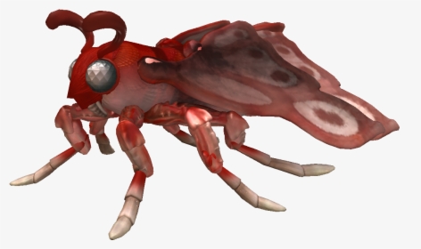 Human Body Louse, HD Png Download, Free Download