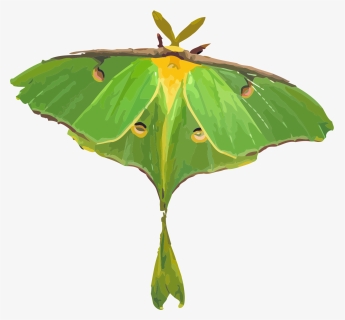 Luna Moth White Background, HD Png Download, Free Download