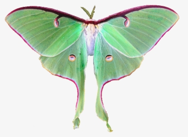 Animals, Nature, And Transparent Image - Luna Moth White Background, HD Png Download, Free Download