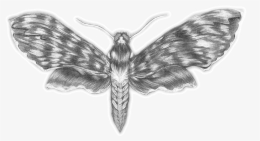 Moth, HD Png Download, Free Download