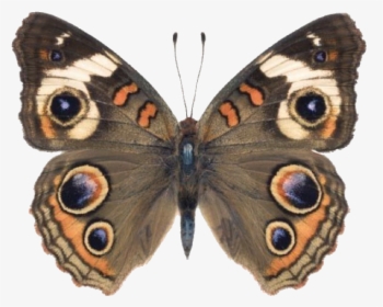 #butterfly #moth #moodboard #png #filler #moodboardfiller - Common Buckeye Butterfly Male Female, Transparent Png, Free Download