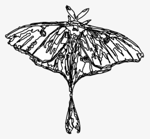 Moth Clipart Lunar - Moth, HD Png Download, Free Download