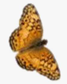 Butterfly Overlay Png, Transparent Png, Free Download